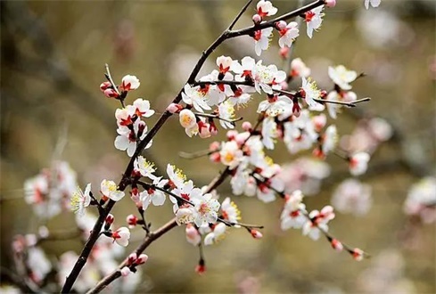 吃喝玩樂不遠(yuǎn)行，帶你一卡游濟(jì)寧！濟(jì)寧旅游惠民卡送您一個(gè)春天（附辦卡攻略）