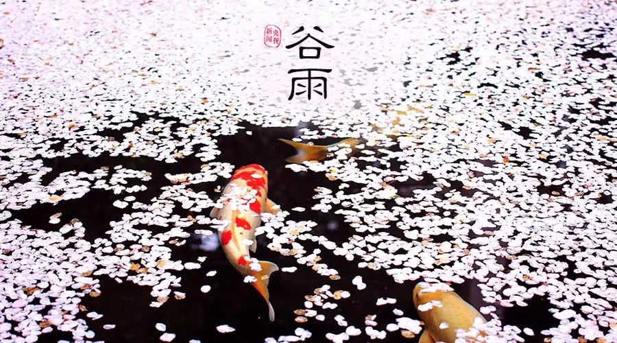 谷雨 | 春欲遠(yuǎn)，夏未至，人間最美四月天